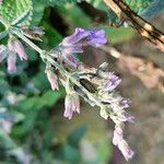 Nepeta × faassenii Floare