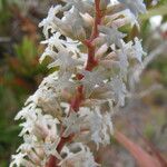 Dracophyllum ramosum Fleur