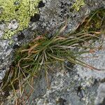 Asplenium septentrionale Leaf