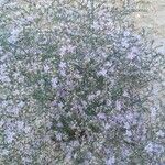 Limonium echioides List