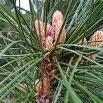 Pinus nigra Fulla