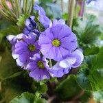 Primula obconica Квітка