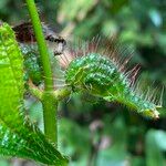 Miconia macrosperma Hoja