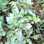 Nasturtium officinale Habit