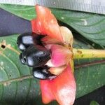 Psychotria elata Плод