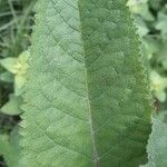 Verbascum chaixii Leaf