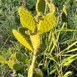 Opuntia maxima Frunză