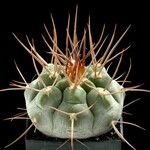 Gymnocalycium castellanosii Vivejo