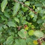 Rubus argutus Frucht