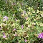 Mirabilis viscosa Habit
