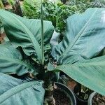 Dieffenbachia parlatorei