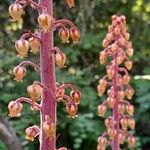 Pterospora andromedea Flower