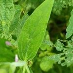 Silene dichotoma Blatt