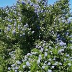 Ceanothus arboreus Агульны выгляд