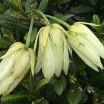Dubouzetia acuminata Fruto