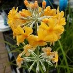 Primula bulleyana Flower