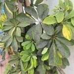 Heptapleurum arboricola Leaf