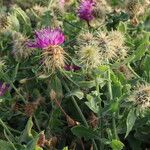 Centaurea sphaerocephala Blad