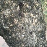 Combretum apiculatum Bark
