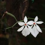 Aerangis luteoalba Flower