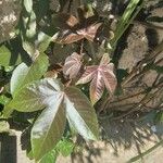 Jatropha gossypiifolia Leaf