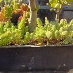 Sedum hispanicumഇല