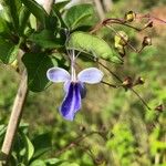 Rotheca myricoides Blüte