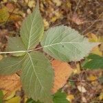 Rubus polonicus Leaf