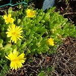 Delosperma nubigenum 形态