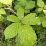 Rubus questieri Blad