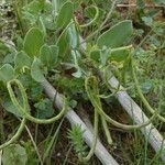 Coronilla scorpioides Plod