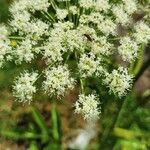 Angelica razulii Flower