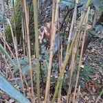 Phyllostachys sulphurea Corteza
