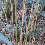 Phyllostachys sulphurea Rhisgl