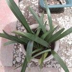 Yucca rupicola Blad