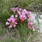 Saponaria pumila Flower