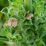 Meiosperma bracteatum Λουλούδι