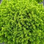 Hebe cupressoides 葉