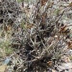 Tillandsia recurvata Habit