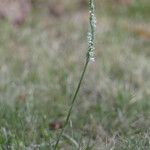 Spiranthes spiralis 形態