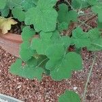 Pelargonium tomentosum Blatt