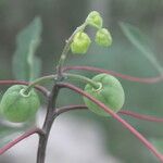 Manihot aesculifolia Ovoce