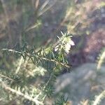 Erica erigena Outro