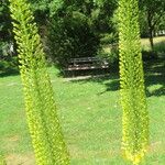 Eremurus stenophyllus Flower