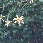 Ceiba insignis Flower