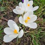 Crocus vernusBloem