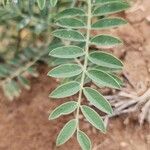 Sophora alopecuroides Leaf