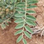 Sophora alopecuroides Лист