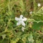 Trichosanthes cucumerina Blomst