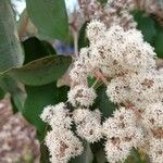 Miconia elata 花